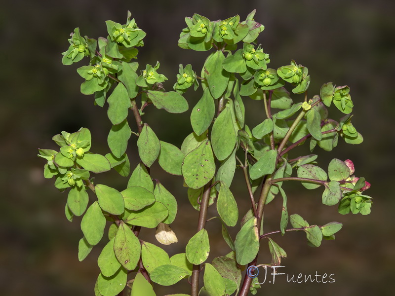 Euphorbia peplus.31