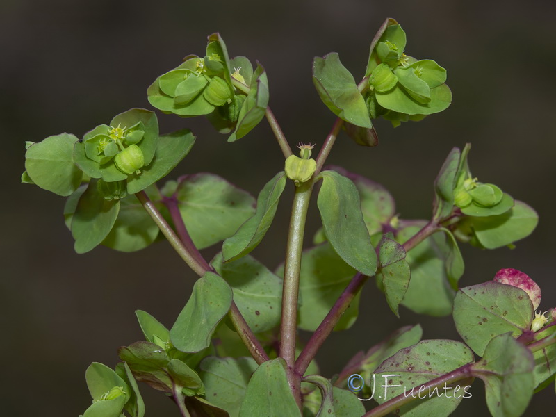 Euphorbia peplus.32