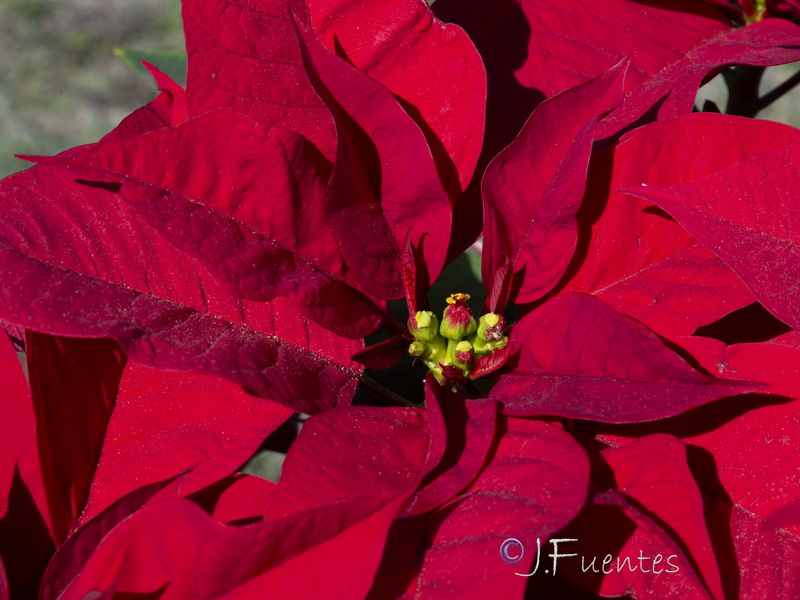 Euphorbia pulcherrima.27