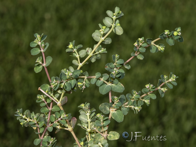 Euphorbia serpens.02