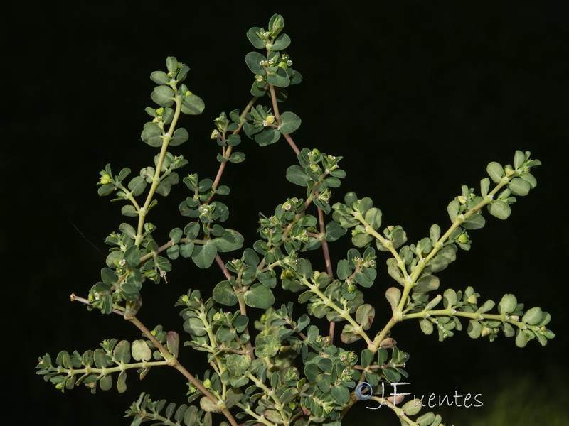 Euphorbia serpens.22