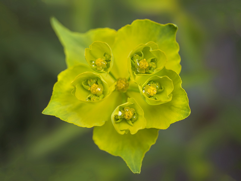 Euphorbia serrata.06
