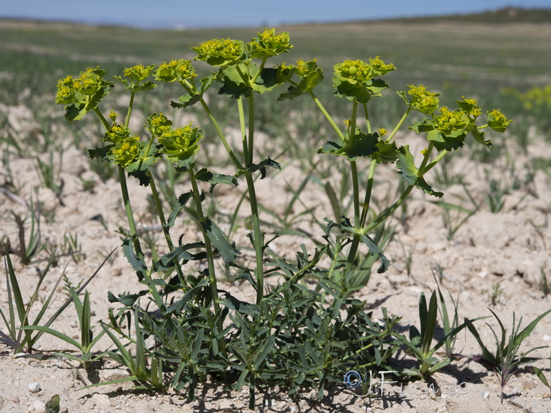 Euphorbia serrata.35