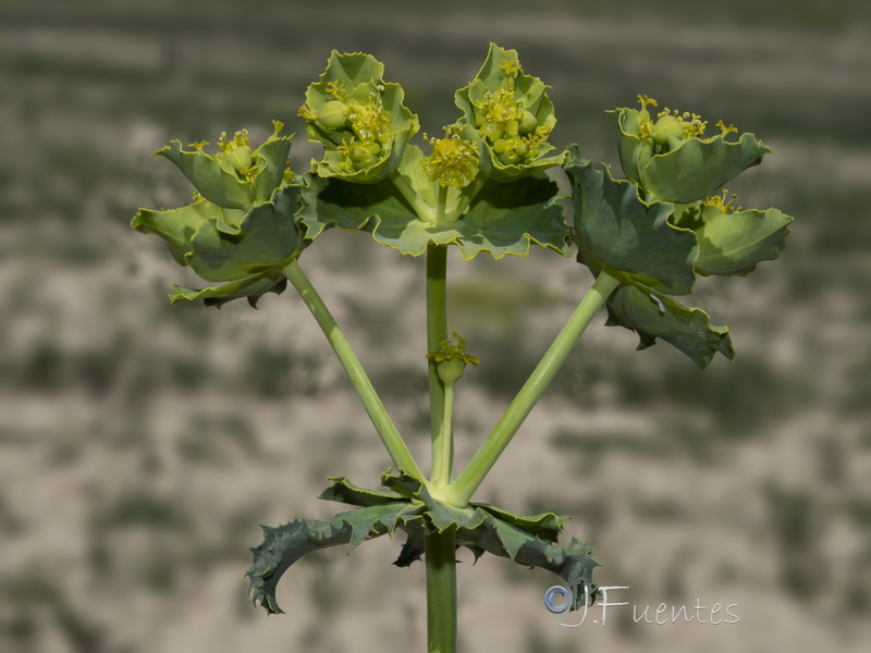 Euphorbia serrata.36