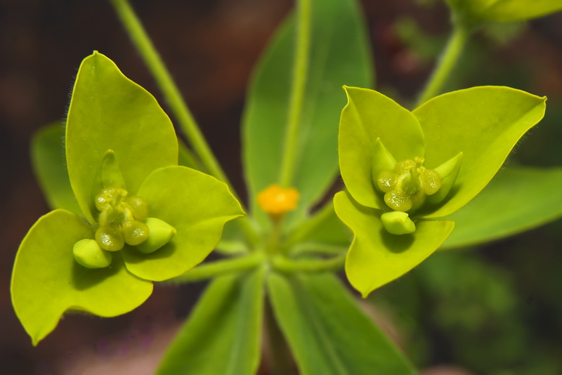 Euphorbia squamigera.16