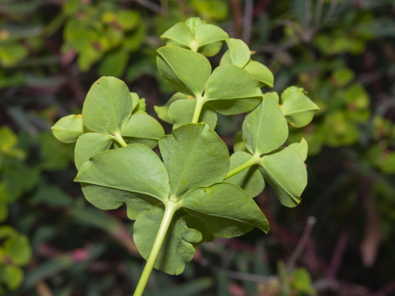 Euphorbia squamigera.24