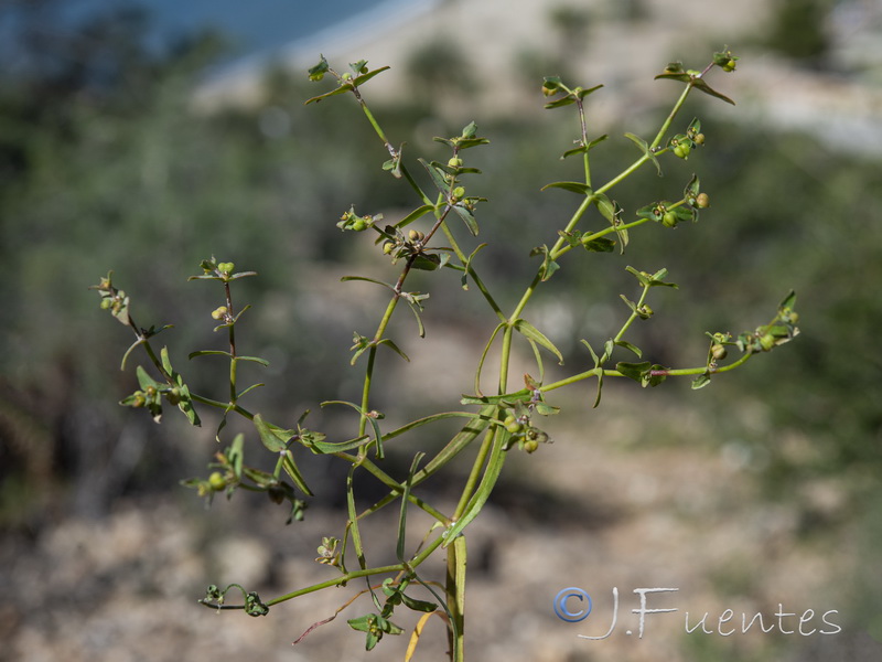 Euphorbia sulcata.01