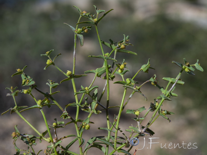 Euphorbia sulcata.02