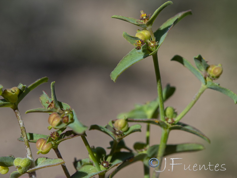 Euphorbia sulcata.03