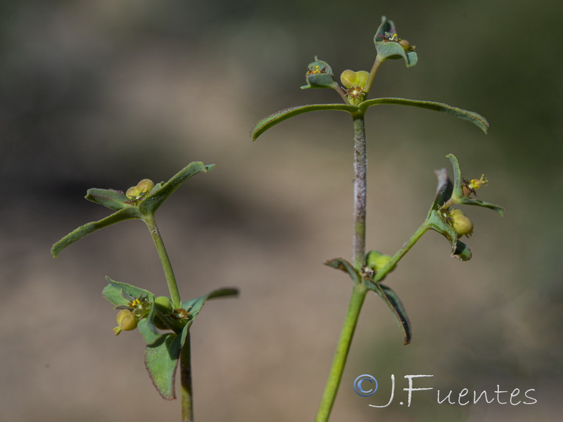 Euphorbia sulcata.04