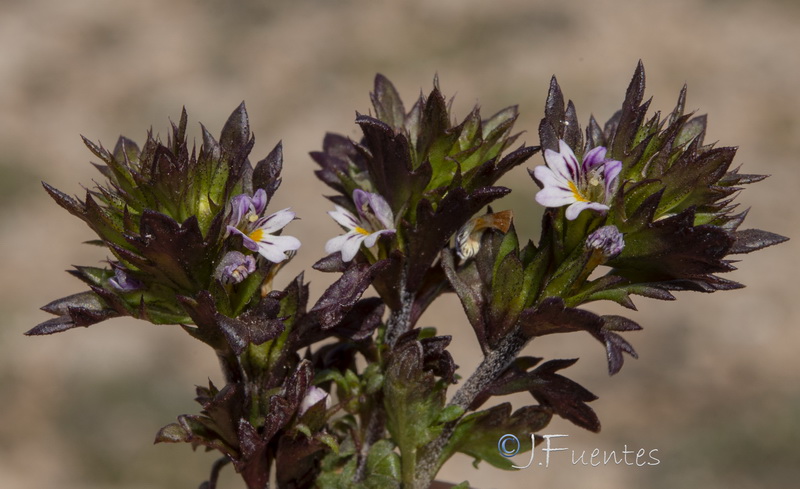 Euphrasia salisburgensis.22