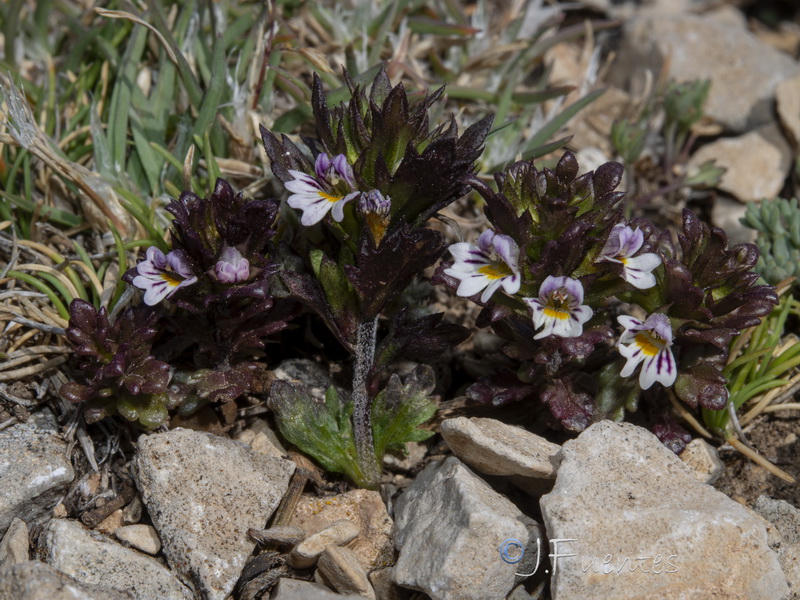 Euphrasia salisburgensis.23