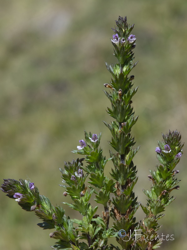 Euphrasia salisburgensis.24