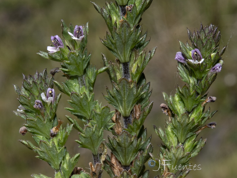 Euphrasia salisburgensis.26