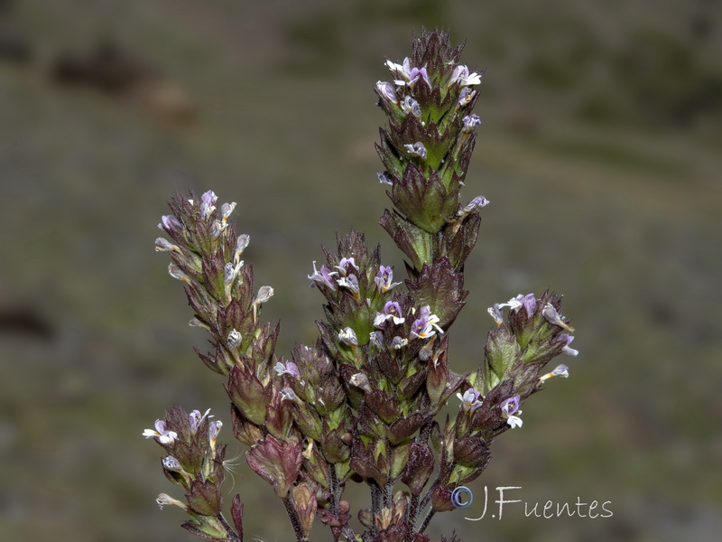 Euphrasia willkommii.37