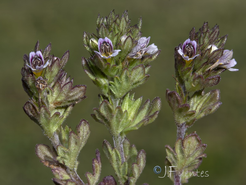 Euphrasia willkommii.38