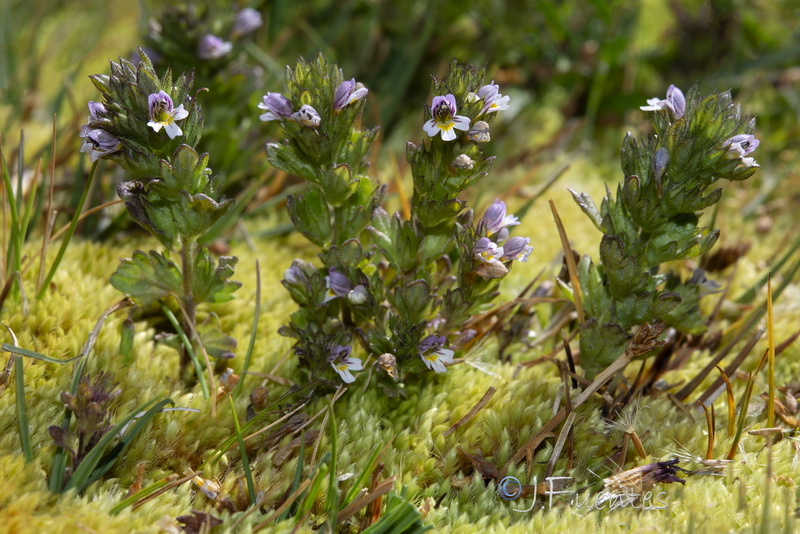 Euphrasia willkommii.39