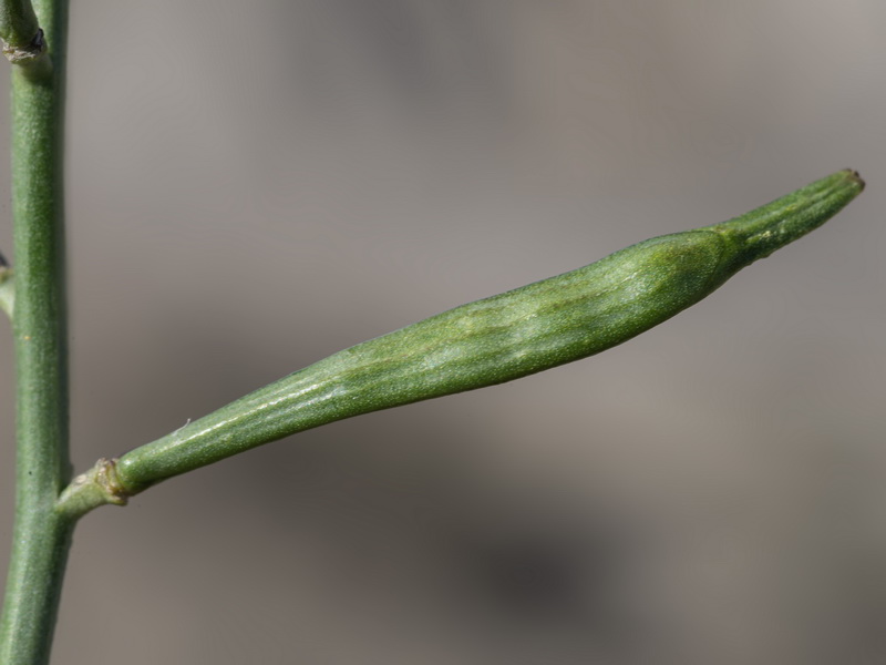 Euzomodendrom bourgaeanum.35