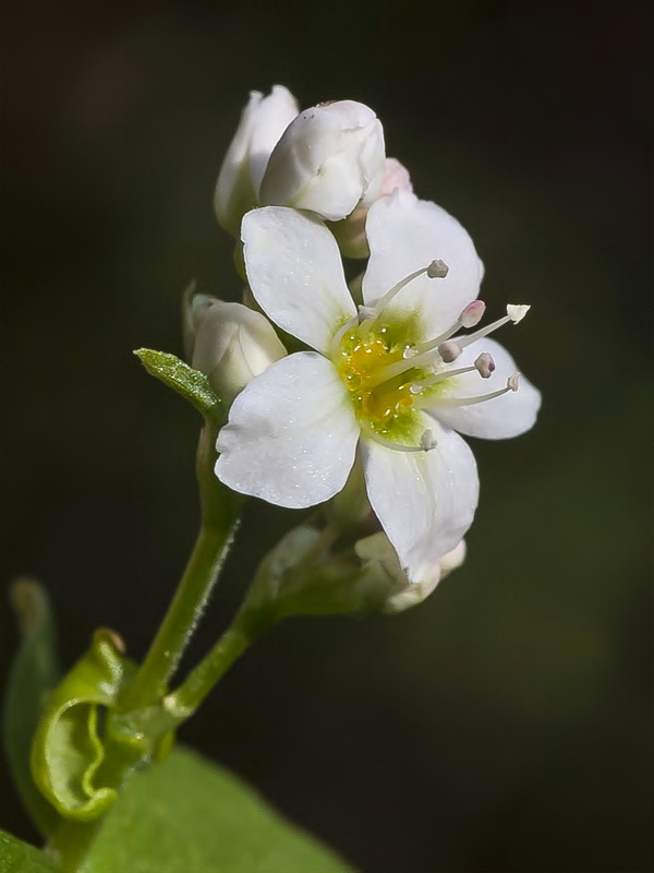 Fagopyrum esculentum.11