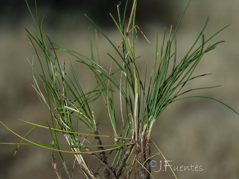 Festuca plicata.07