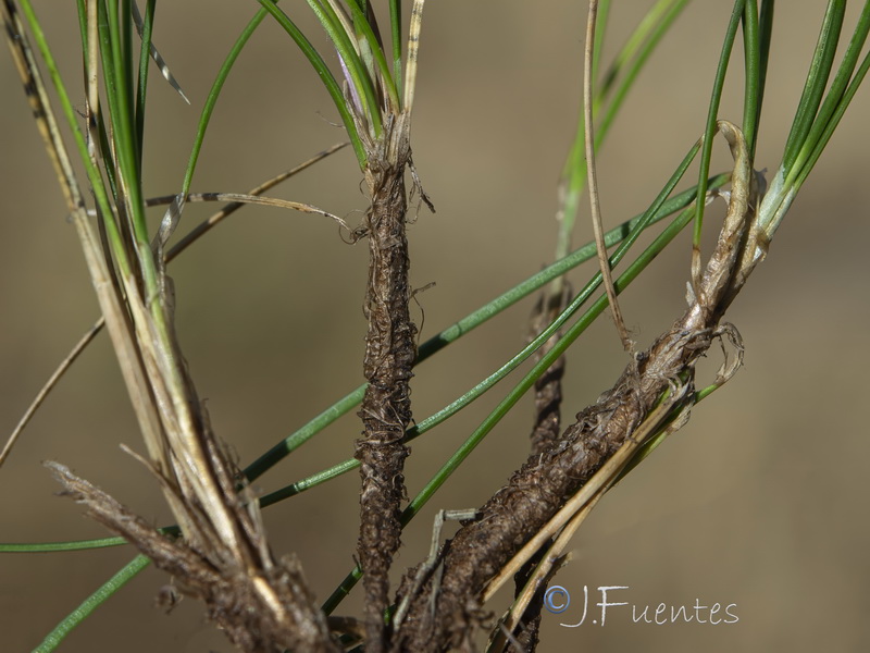 Festuca plicata.08