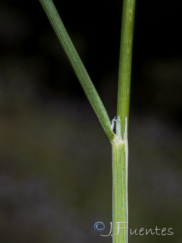 Festuca scariosa.12