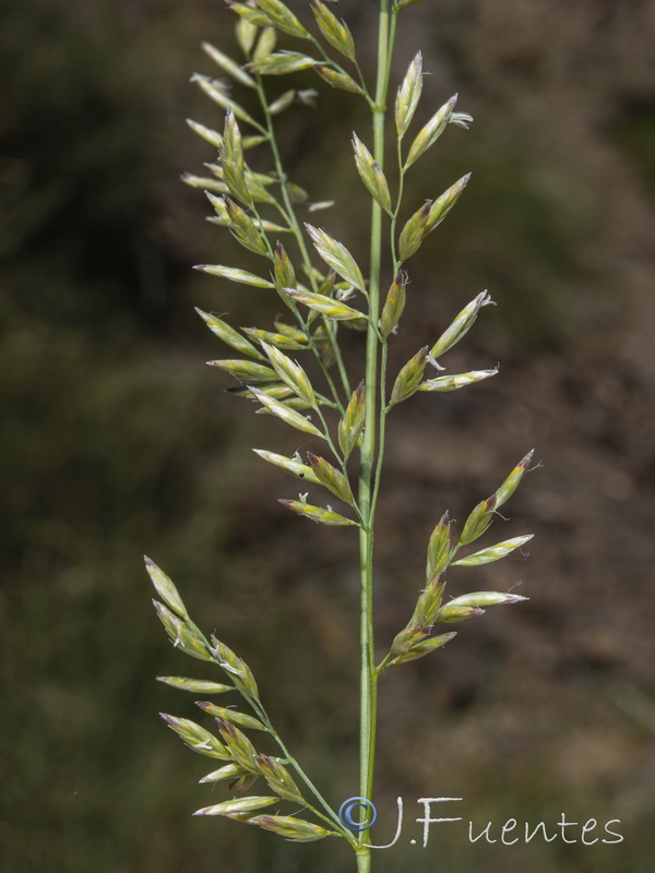 Festuca scariosa.15