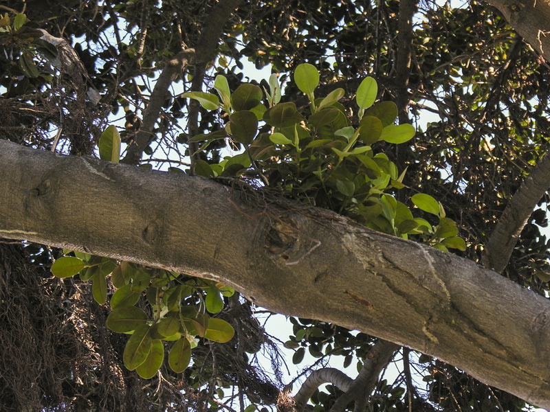 Ficus rubiginosa.03