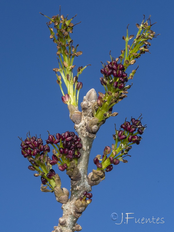Fraxinus angustifolia angustifolia.05