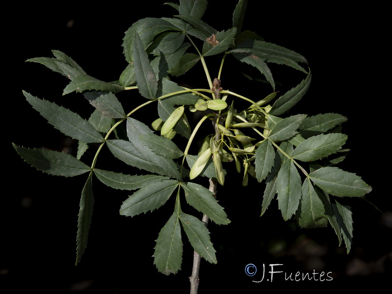 Fraxinus angustifolia angustifolia.13