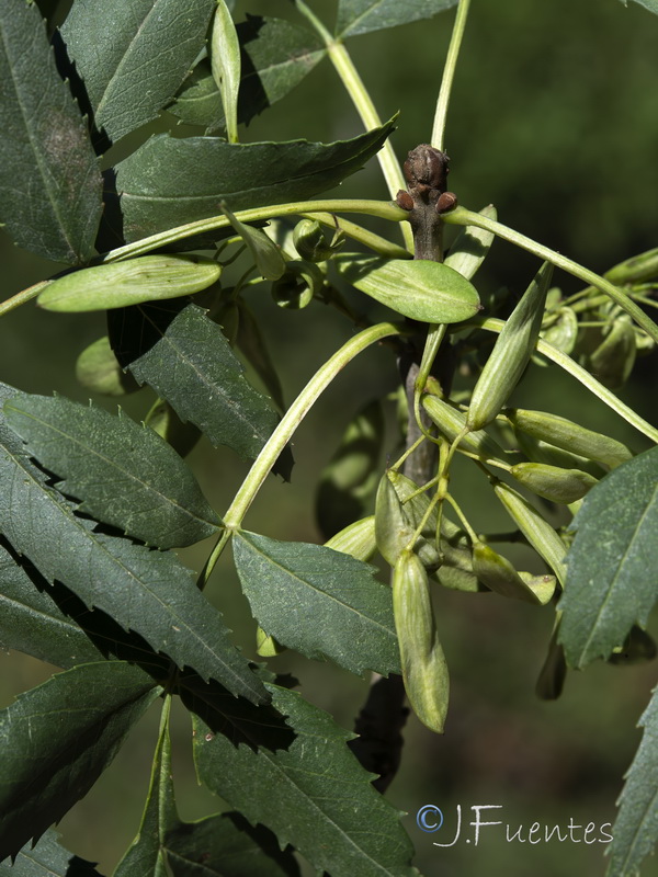 Fraxinus angustifolia angustifolia.14