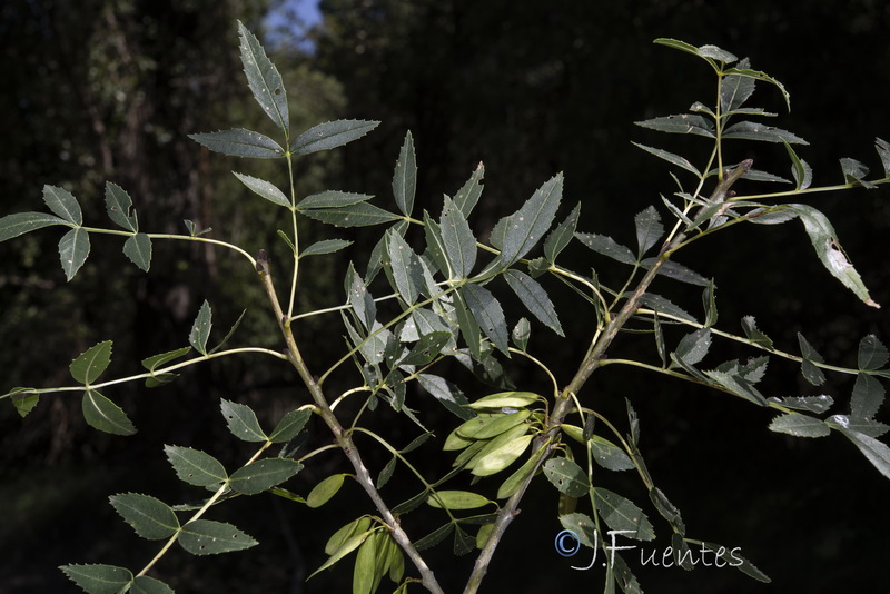 Fraxinus excelsior.05