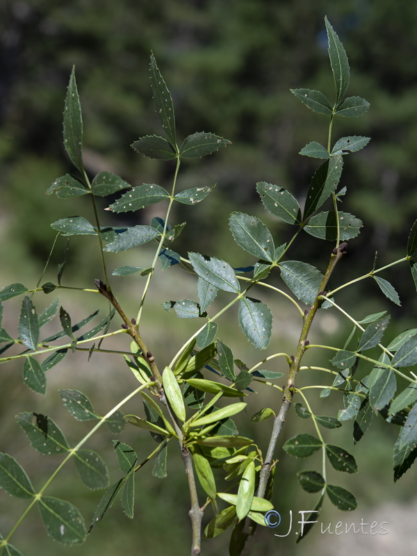 Fraxinus excelsior.02