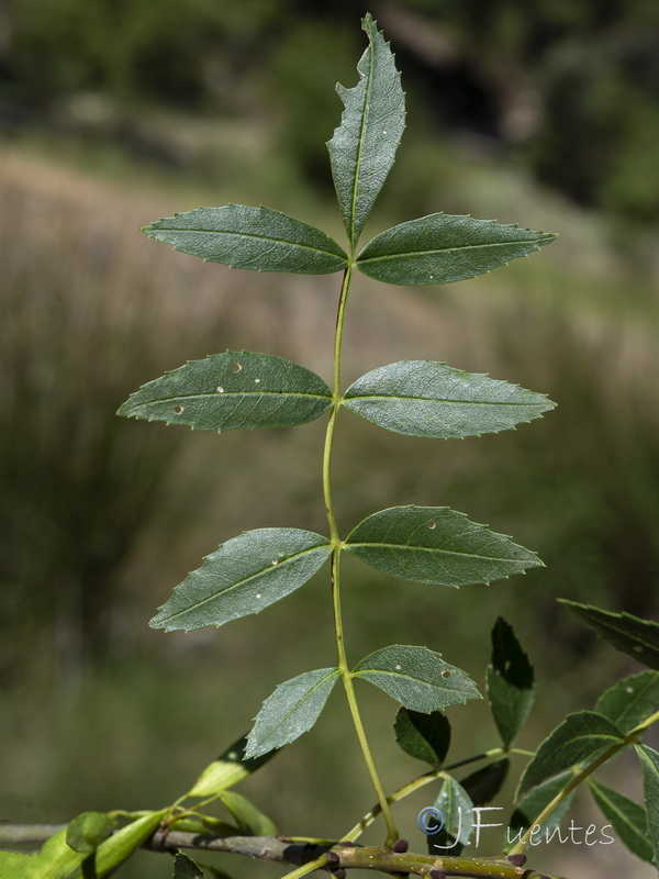 Fraxinus excelsior.07