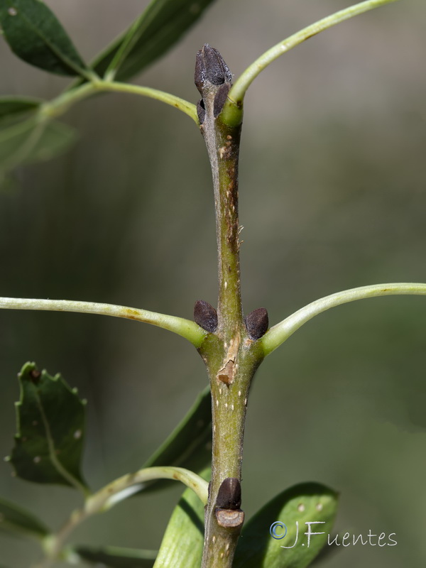 Fraxinus excelsior.08