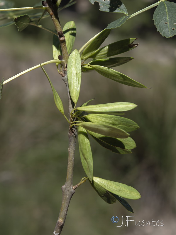 Fraxinus excelsior.04