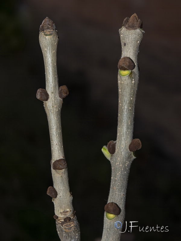 Fraxinus pennsylvanica.07