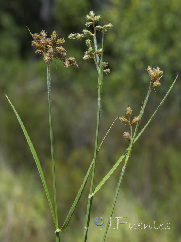 Fuirena pubescens.02