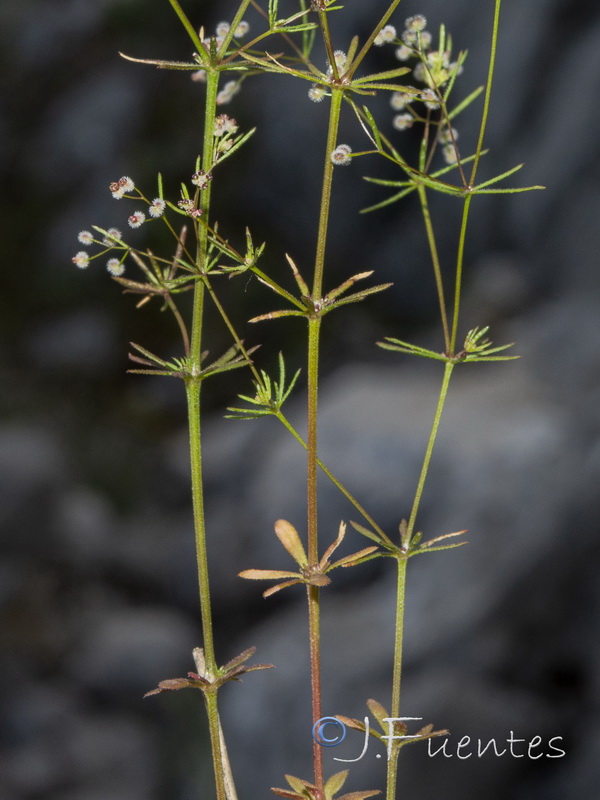 Galium setaceum.04