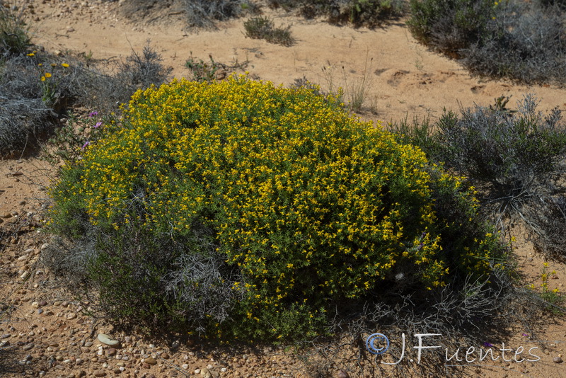 Genista tridens juniperina.04