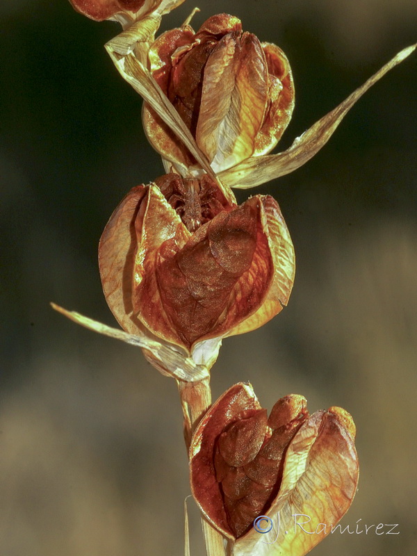Gladiolus communis.25