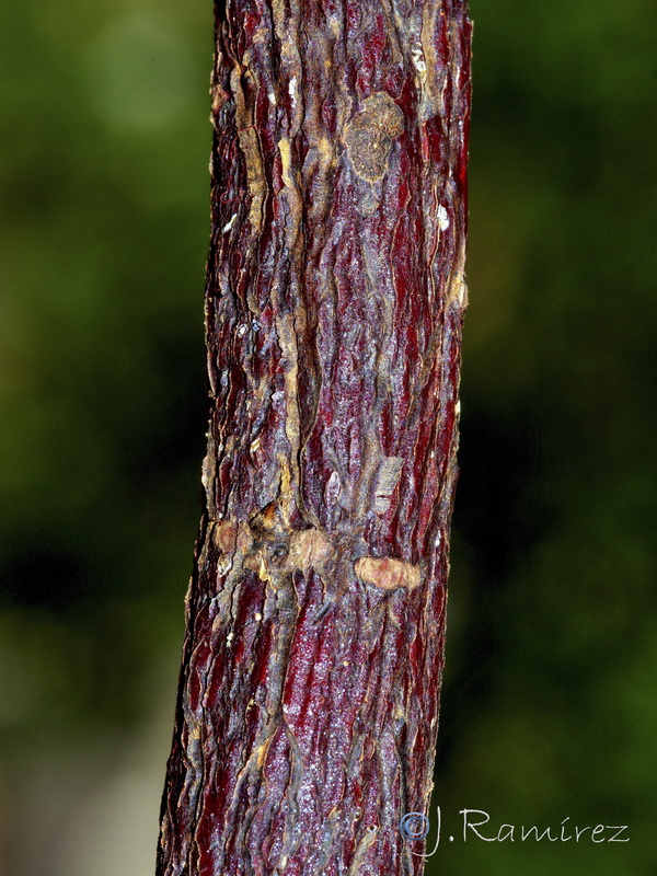 Glycyrrhiza glabra.06