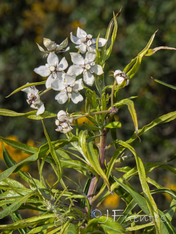 Gomphocarpus fruticosum 1.01