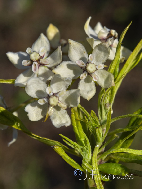 Gomphocarpus fruticosum 1.02