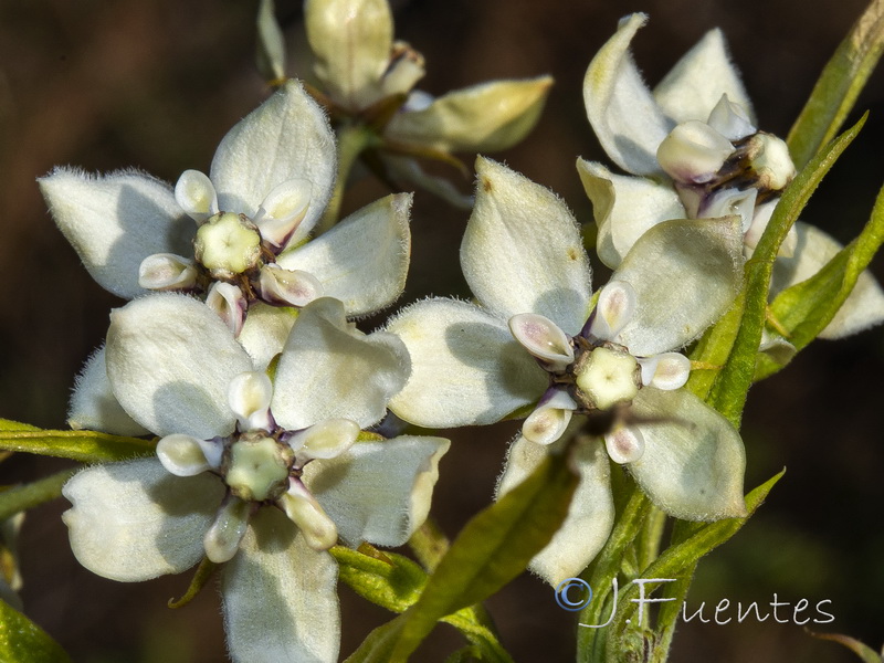 Gomphocarpus fruticosum 1.04