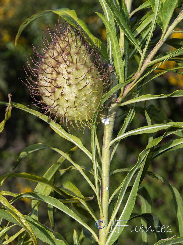 Gomphocarpus fruticosum 1.06