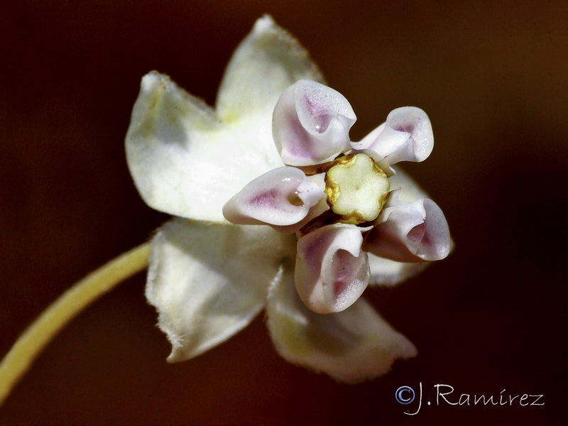 Gomphocarpus fruticosum 1.07