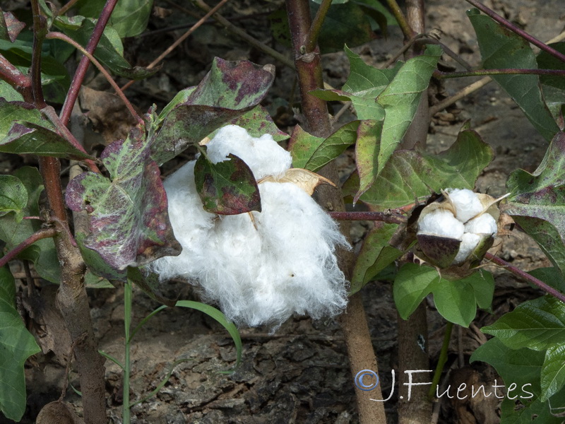 Gossypium hirsutum.09