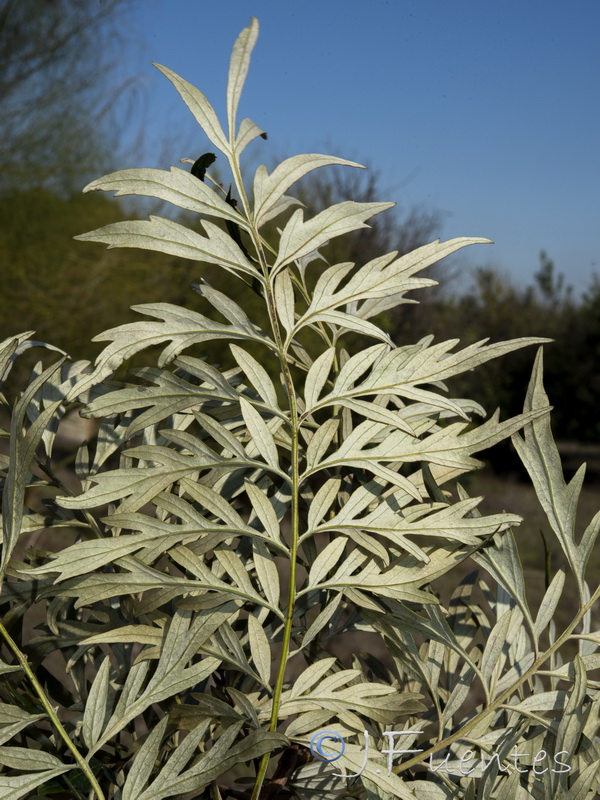 Grevillea robusta.04