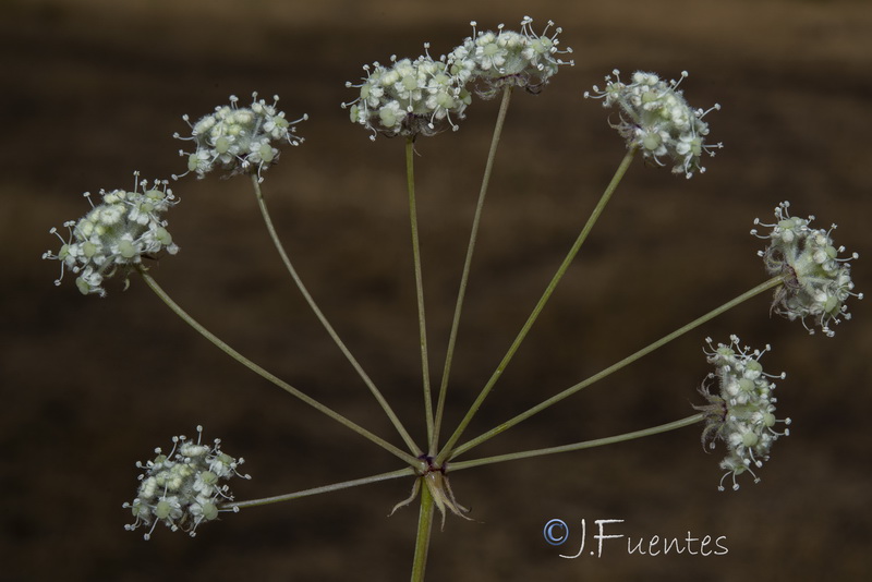 Guillonea scabra canescens.39